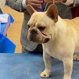 Boxers and French Bulldogs from Janis Whalen