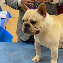 Boxers and French Bulldogs from Janis Whalen