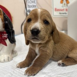 Precious - Tan and white female Basset Hound puppy in Pilot Mtn, North Carolina from Lowdown Love Basset Hounds