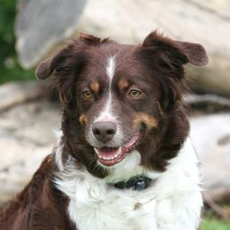 Marley - Australian Shepherd