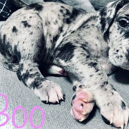 Boo - Great Dane puppy in Richmond, Texas from Ashli’s Great Danes