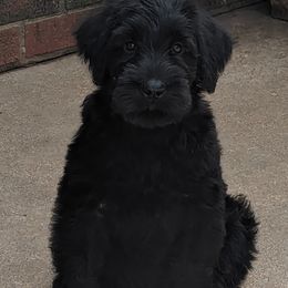 Giant Schnauzer Puppies from Riesenschnauzers von Reh Bach