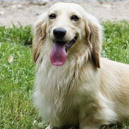 Caleb - Dachshund