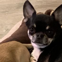 GOSSI - Chihuahua
