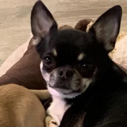 GOSSI - Chihuahua
