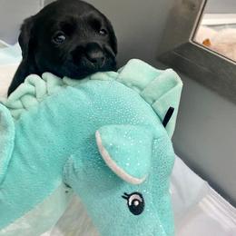 Labrador Retriever Puppies from Lost Woods Labradors