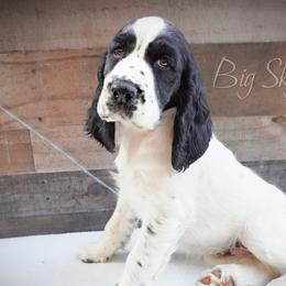 Girl 1 - Black and white female English Springer Spaniel puppy in Great Falls, Montana from Big Sky Springers