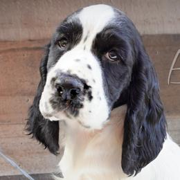 Girl 1 - Black and white female English Springer Spaniel puppy in Great Falls, Montana from Big Sky Springers