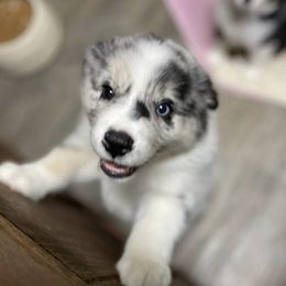 Miniature Australian Shepherds and Toy Australian Shepherds from Little Wood Toy and Mini Aussies