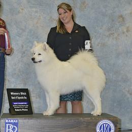 Dany - Samoyed