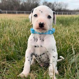 Milo - White and black male Dalmatian puppy in Mt. Vernon, Texas from Double B