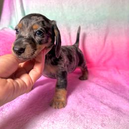 Don Julio - Dapple male Dachshund puppy in Magnolia, Texas from Hillyard Ranch