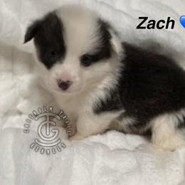 Zach - Gray and white male American Corgi puppy in Hico, Texas from Chisholm Trail Kennels