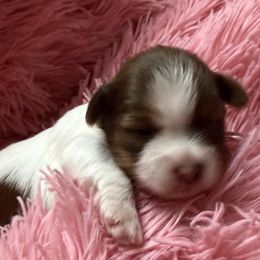 Ursula AKC - Chocolate, tan and white female Yorkshire Terrier puppy in Labelle, Florida from Chocolate and Parti Yorkies in Florida