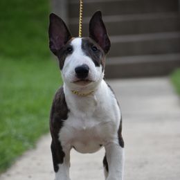Bull Terrier Puppies from HP BULL’S