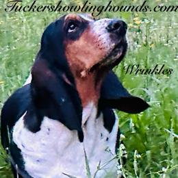 Weinkles - Basset Hound