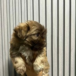 Mia - Gold female Shih Tzu puppy in Azusa, California from RJ Shih Tzu lover