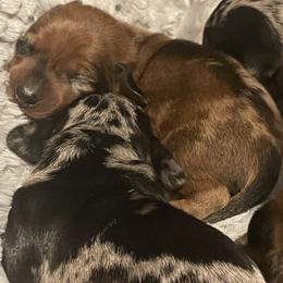 Dachshunds from Cotton Patch Ridge