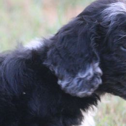 Assorted Doodle Crosses from Porchlight Puppies