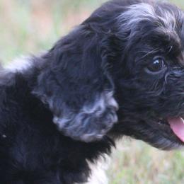 Assorted Doodle Crosses from Porchlight Puppies
