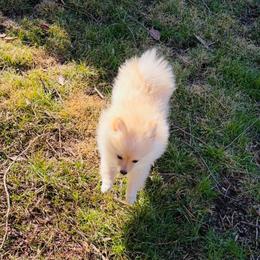 Satin - Cream parti female Pomeranian puppy in University City, Missouri from Textilepoms