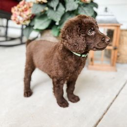 Labradoodle Puppies from M4 Doodles