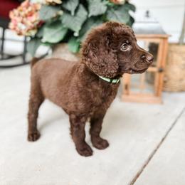 Labradoodle Puppies from M4 Doodles