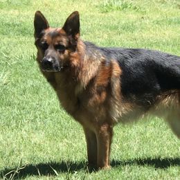 Fynn - German Shepherd