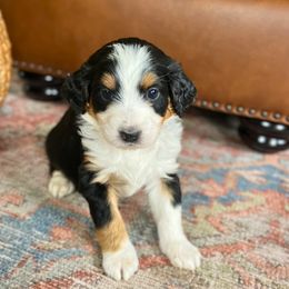 Bernedoodle Puppies from Abby Hamilton