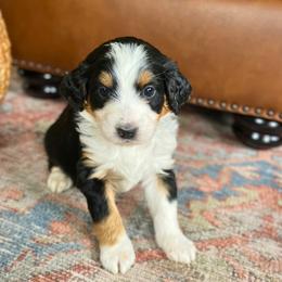 Bernedoodle Puppies from Abby Hamilton