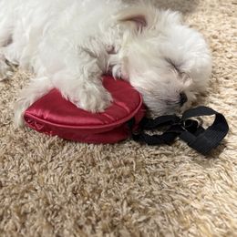 Maltese Puppies from Adorable Maltese Puppies