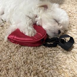 Maltese Puppies from Adorable Maltese Puppies