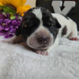 Boy 3 - White male Central Asian Shepherd Dog puppy in Michigan from Guardian Dog