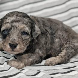 Venus - Merle female Cavapoo puppy in Salem, New Jersey from Dreamy Night Doodles