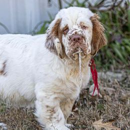 Clumber Spaniels from Von Wunder Haus