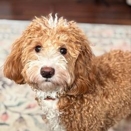 Blaze - Goldendoodle