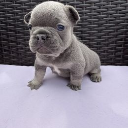Scrappy - Blue fawn male French Bulldog puppy in Hampstead, Maryland from The Frenchie Life