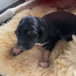 Black and Tan Female - Black and tan female Saluki puppy in Los Angeles, California from Srinagar Salukis