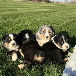 Australian Shepherd Puppies from White Silo Aussies