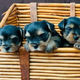 Yorkshire Terriers from Sweet Yorkie Love