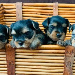 Yorkshire Terriers from Sweet Yorkie Love