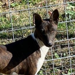 Juice Monkey - Basenji