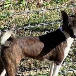 Juice Monkey - Basenji