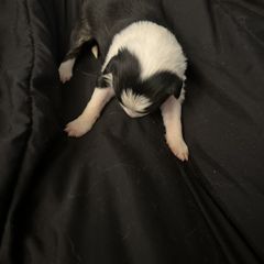 Girl 2 - Sporty Mix puppy in Lewisburg, Tennessee from Mid TN aussies