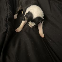 Girl 2 - Sporty Mix puppy in Lewisburg, Tennessee from Mid TN aussies