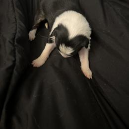 Girl 2 - Sporty Mix puppy in Lewisburg, Tennessee from Mid TN aussies