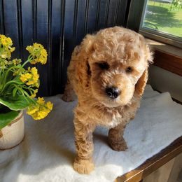 Goldendoodle and Yorkshire Terrier Puppies from Rowan's Rascals