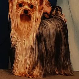 Yorkshire Terrier All Grown Up from Rick Buterbaugh