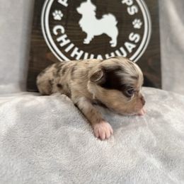 Autumn - Merle female Chihuahua puppy in Dayton, Ohio from Petite Pups