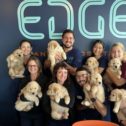 Golden Retriever Puppies from Golden Hour Golden Retrievers